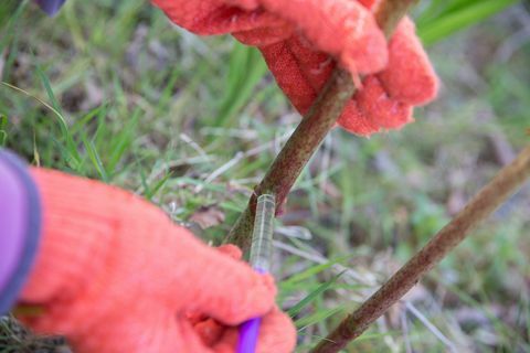 Japansk knotweed injiceres med ukrudtsmiddel for at dræbe rødder