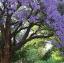 Jacaranda koki, Ķiršu ziedu Rietumkrasta versija, zied visā Kalifornijā