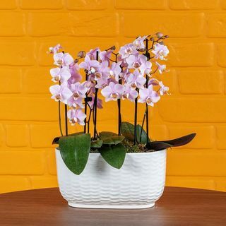 Chewtonas: trijulė orchidėja keraminiame puode