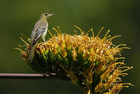 Paukštis su gaubtuvu rudenį sode