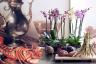 3 види орхідей, які потрібні кожному любителю квітів у своєму домі