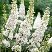 Le migliori piante da fiore bianco: piantare un bordo bianco o un giardino bianco
