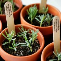 Propagace rostlin: Jak množit rostliny a jak odebírat řízky