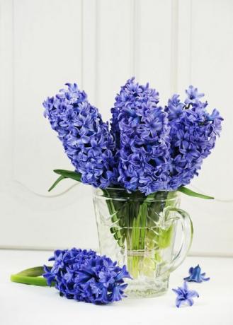 Bleu, Fleur, Violet, Bleu Majorelle, Pétale, Fleurs coupées, Plante à fleurs, Bouquet, Bleu électrique, Lavande, 