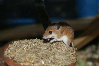 Африканская карликовая мышь