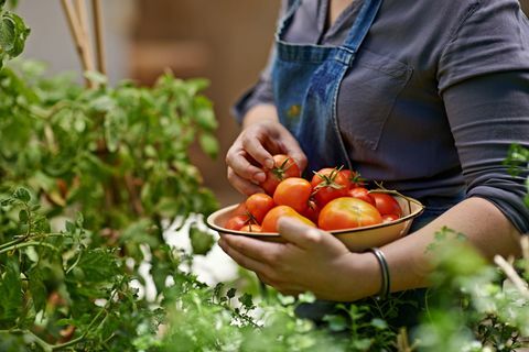 Bahçesinde kendi yetiştirdiği domatesleri toplayan bir kadının kırpılmış görüntüsü.