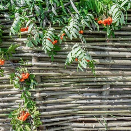 Der aus Weidenzweigen gewebte dekorative Zaun ist mit Blättern und Büscheln von Eberesche auf natürlichem rustikalem Hintergrund verziert