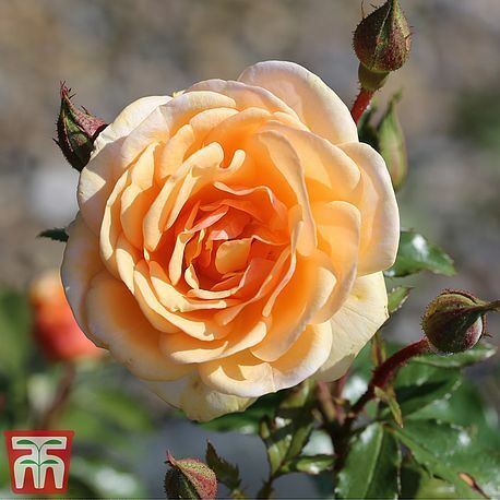 Rose 'Süßer Honig' (Floribunda Rose)