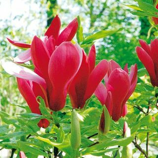 Roślina magnolii liliiflory - Nigra