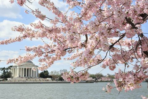 Flores de cerezo de DC