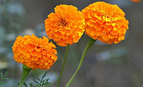 Lähikuva marigold-kukkia puutarhassa