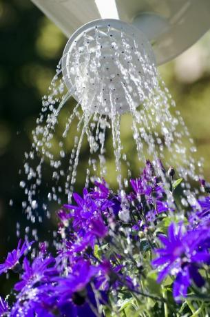 Bewässerung von Senetti Blumen mit Sprinklerrose, Norfolk, England