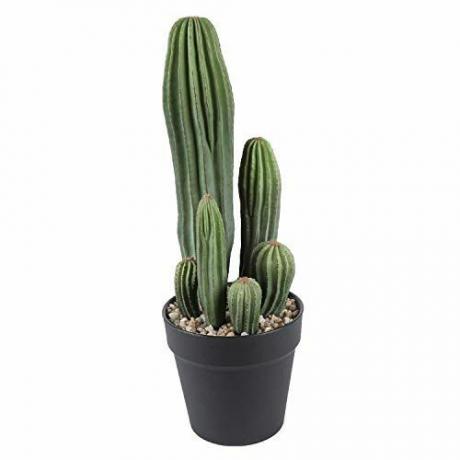 Planta de cactus 