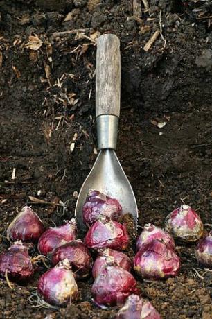 hyacintlökar av hög kvalitet redo att planteras i rik jord, se portfolio för liknande bilder