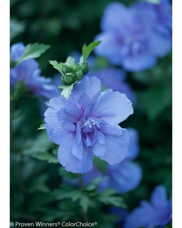 Modrá šifonová růže ze Sharon (ibišek)