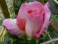 La dolce Syrie rose viene lanciata all'RHS Chelsea Flower Show