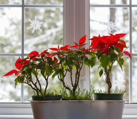 tre stelle di Natale bonsai in una finestra