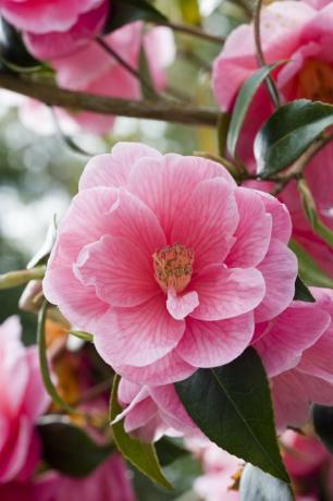 Rozā daļēji dubultā kamēlija (Camellia)