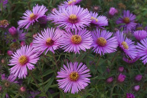 New England aster (Aster novae-angliae) 'Galaksi Colwell'