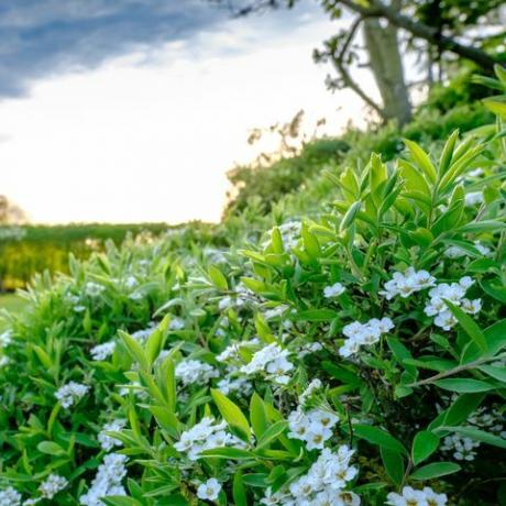 Hvid busk ombord på en stor og velholdt græsplæne og have i Cambridgeshire