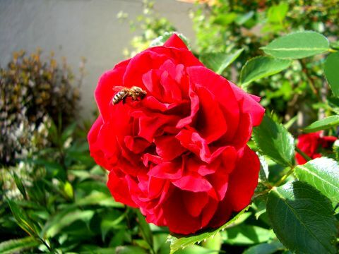 En bi nær en rød roseblomst