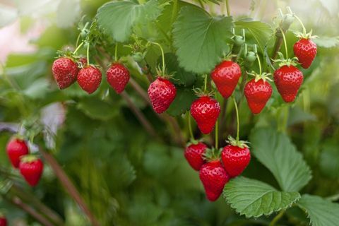 תמונת תקריב של תותים בצבע אדום תוסס הגדלים בשמש הקיץ
