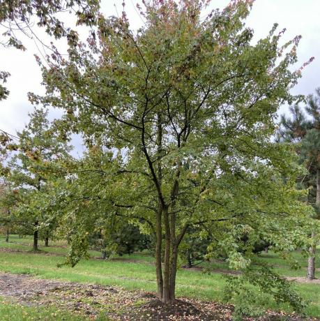 kleiner Gartenbaum, Acer buergerianum