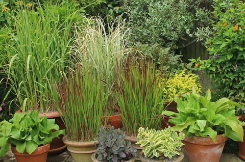 Rumput hias dalam pot teras termasuk Miscanthus dan Imperata. Tanaman Hortikultura Asosiasi Dagang Momen untuk Agustus.