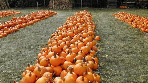 Illinois Pumpkin Patch