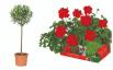 Lidl Prodaja mediteranskega cvetja in rastlin