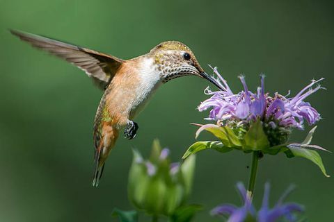 samica širokorepega kolibrija, ki se hrani z nekaterimi cvetovi monarde
