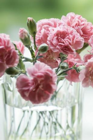 на террасе коттеджа розовые гвоздики, посвященные Дню матери на фоне природы, в стеклянной чаше при мягком свете, на фоне свежей зелени высажено около 15 розовых цветов гвоздики.