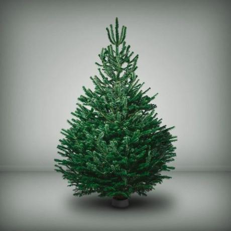 Nordmann-Tannen-Weihnachtsbaum Kiefern und Nadeln