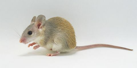 Ratón espinoso árabe