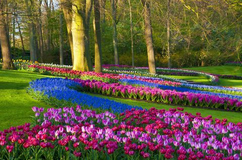 გაზაფხულის ყვავილები პარკში