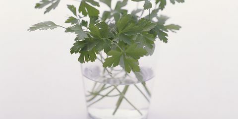 Grün, Blatt, Glas, Kraut, einjährige Pflanze, Pflanzenstamm, Vase, blühende Pflanze, Koriander, transparentes Material, 