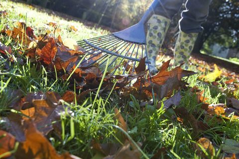 Gartner samler nedfaldne efterårsblade fra haveplænen