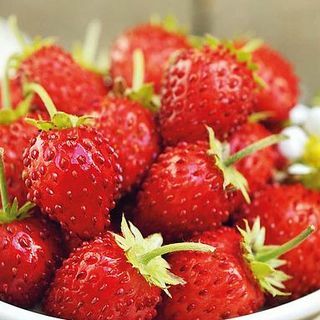 Erdbeere 'Mignonette'