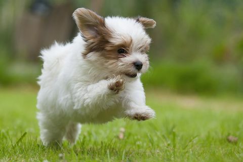 Гаванский щенок бежит по полю