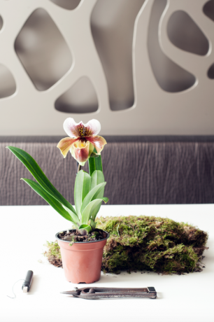Orquídea - planta em vaso