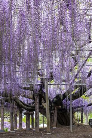 Púrpura, árbol, lavanda, glicina, violeta, planta, primavera, bosque, flor, bosque, 