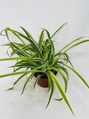 Planta aranha - vaso de 4 polegadas