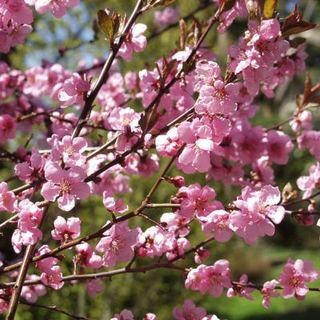 春の輝き桜の木