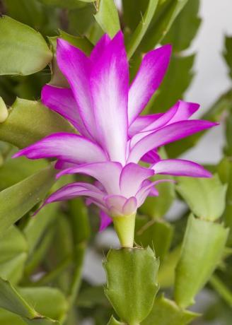 różowy świąteczny zygocactus syn schlumberga kwiat