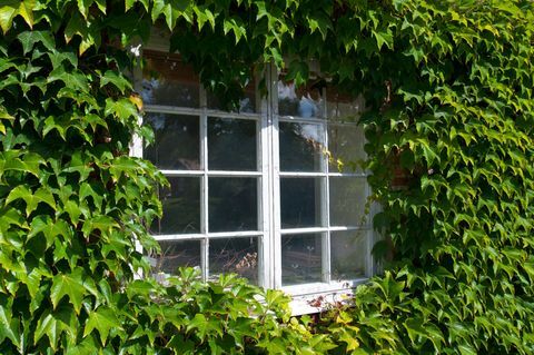 Ivy tarafından çerçevelenmiş eski pencere