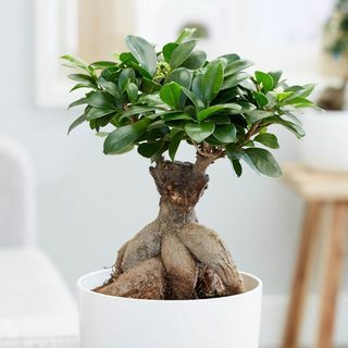 Ficus microcarpa «Ginseng»