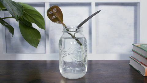 Mason jar, glas, gennemsigtigt materiale, vase, plante, glasflaske, blomst, flaske, Anthurium, stueplante, 