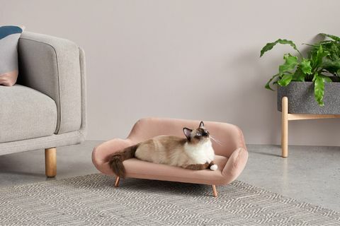 „Madecom“ pristato naminių gyvūnų asortimentą, atitinkantį žmogaus sofą