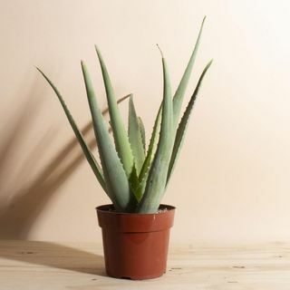Aloe Vera potteplante