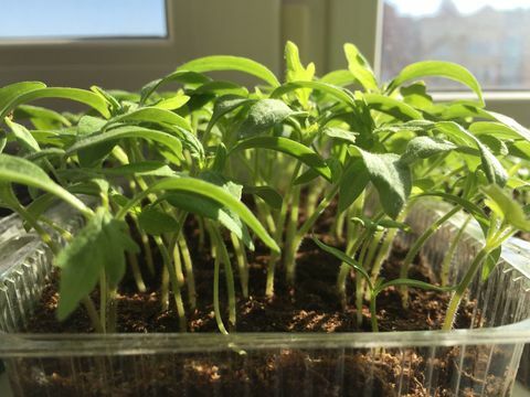Πρώτα βλαστάρια που αναπτύσσονται από σπόρους ντομάτας την άνοιξη